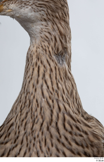 Bird  11 neck 0001.jpg